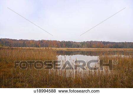Tall grass growing by still rural lake View Large Photo Image Stock Photo - Tall grass growing by still rural lake. Fotosearch