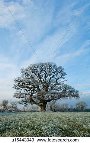 Tree growing in rural field View Large Photo Image Stock Photo - Tree growing in rural field. Fotosearch