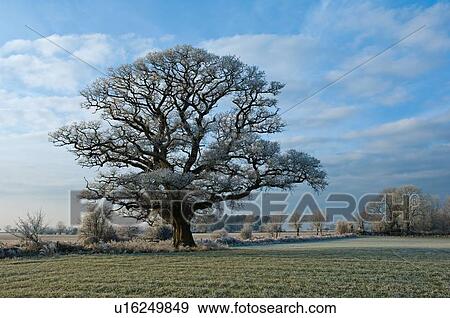 Tree growing in rural field View Large Photo Image Stock Photo - Tree growing in rural field. Fotosearch
