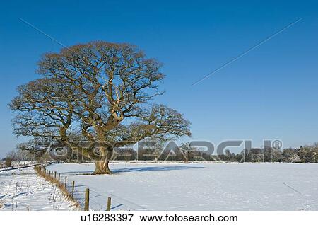 Stock Photo - Tree growing in snowy rural field. Fotosearch