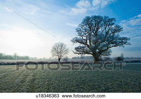 Trees growing in rural field View Large Photo Image Stock Image - Trees growing in rural field. Fotosearch