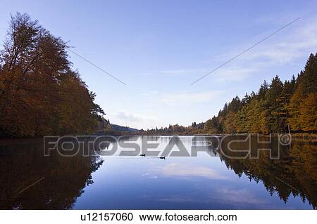 Trees reflected in still rural lake View Large Photo Image Stock Image - Trees reflected in still rural lake. Fotosearch