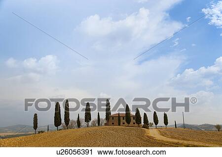 Tuscan cypress trees around house View Large Photo Image Stock Image - Tuscan cypress trees around house. Fotosearch
