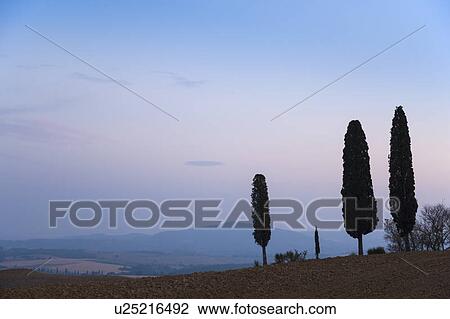 Stock Image - Tuscan cypress trees growing on hill. Fotosearch