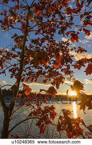 Autumn leaves View Large Photo Image Stock Photography - Autumn leaves. Fotosearch