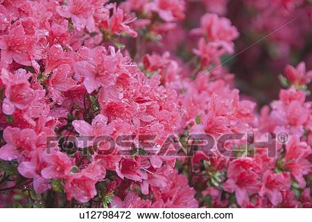 Stock Image - Azalea blossom. Fotosearch