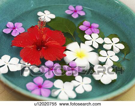 Bowl with floating flower heads View Large Photo Image Stock Photography - Bowl with floating flower heads. Fotosearch