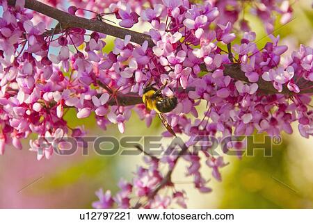 Canadensis blossom View Large Photo Image Stock Image - Canadensis blossom. Fotosearch