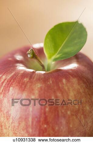 Close-up of apple View Large Photo Image Stock Photo - Close-up of apple. Fotosearch