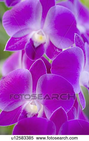 Stock Photography - Close-up of purple orchid. Fotosearch