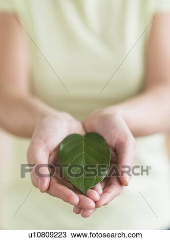 Hands holding green leaf View Large Photo Image Stock Image - Hands holding green leaf. Fotosearch
