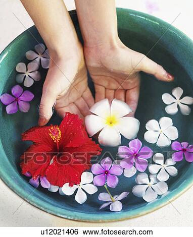 Human hands in bowl with floating flower heads View Large Photo Image Stock Photograph - Human hands in bowl with floating flower heads. Fotosearch