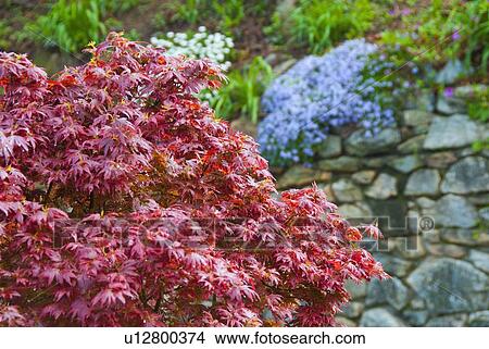 Japanese maple tree in garden View Large Photo Image Picture - Japanese maple tree in garden. Fotosearch