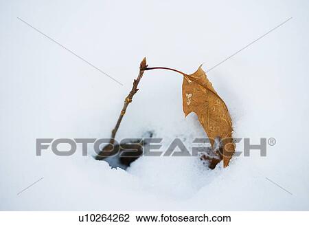 Leaf in snow View Large Photo Image Stock Image - Leaf in snow. Fotosearch
