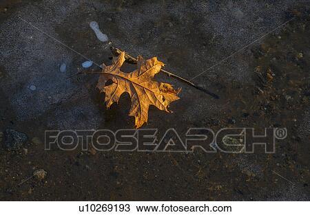 Stock Image - Leaf in snow. Fotosearch