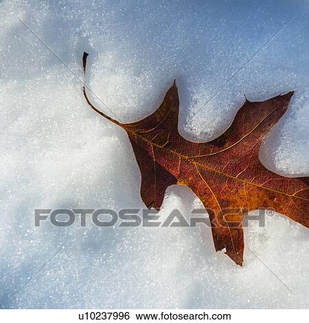 Leaf on snow View Large Photo Image Stock Photograph - Leaf on snow. Fotosearch