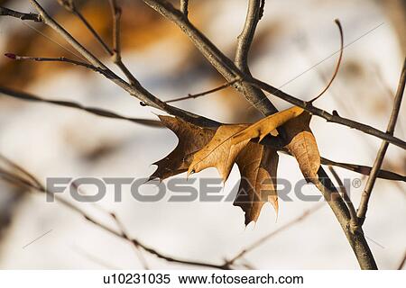 Stock Photography - Leaf on twig. Fotosearch