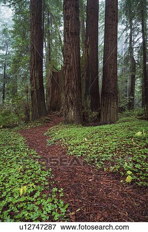 Stock Photo - Path in forest. Fotosearch