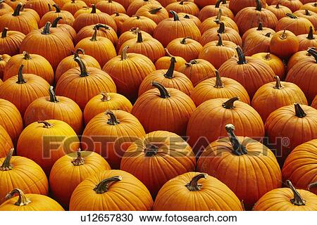 Pumpkins, full frame View Large Photo Image Stock Image - Pumpkins, full frame. Fotosearch