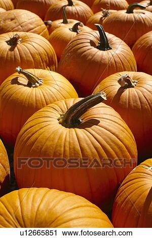 Stock Image - Pumpkins, full frame. Fotosearch