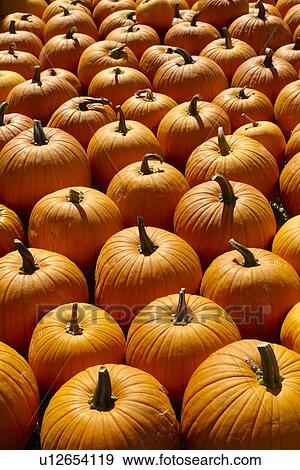 Pumpkins, full frame View Large Photo Image Stock Photo - Pumpkins, full frame. Fotosearch