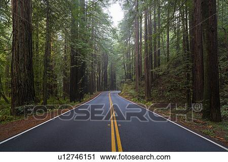 Road in forest View Large Photo Image Stock Image - Road in forest. Fotosearch