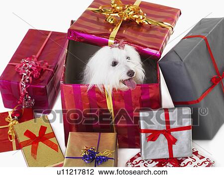 Stock Image - Studio Shot, Dog in gift box. Fotosearch
