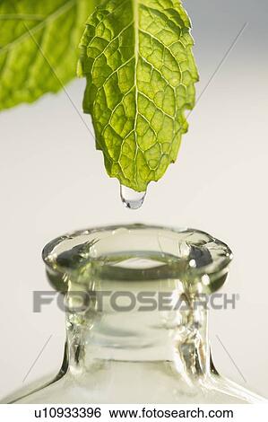 Studio shot of liquid falling from leaf into bottle View Large Photo Image Stock Photograph - Studio shot of liquid falling from leaf into bottle. Fotosearch
