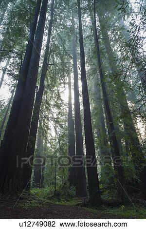 Stock Image - Sunlight in forest. Fotosearch