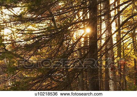 Stock Photograph - Trees at sunset. Fotosearch