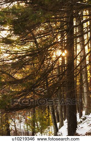 Stock Photograph - Trees at sunset. Fotosearch