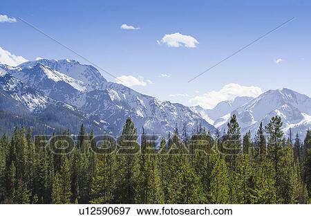 Stock Photo - View of forest with Rocky Mountains in background. Fotosearch