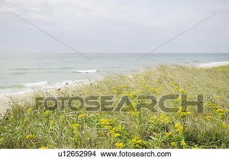 View of sandy beach View Large Photo Image Picture - View of sandy beach. Fotosearch