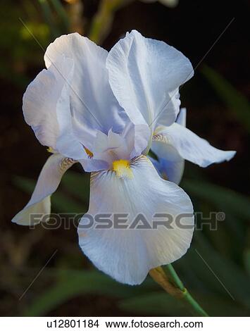 White iris View Large Photo Image Picture - White iris. Fotosearch