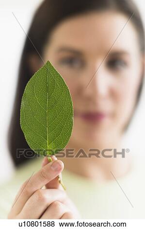 Woman holding green leaf View Large Photo Image Stock Photo - Woman holding green leaf. Fotosearch