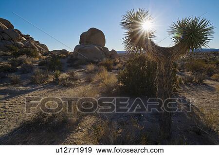 Stock Photo - Yucca tree on desert. Fotosearch