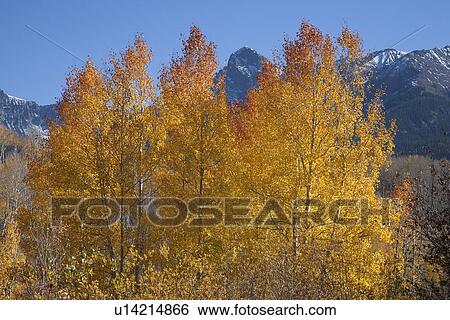 Aspen color frames Mount Sneffels of San Juan Mountains, Hastings Mesa, near Ridgeway, CO View Large Photo Image Stock Photograph - Aspen color frames Mount Sneffels of San Juan Mountains, Hastings Mesa, near Ridgeway, CO. Fotosearch