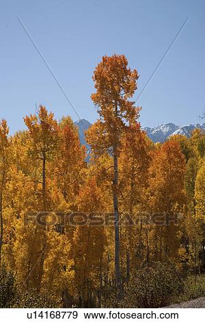 Aspen colors in San Juan Mountains, CO View Large Photo Image Stock Photo - Aspen colors in San Juan Mountains, CO. Fotosearch