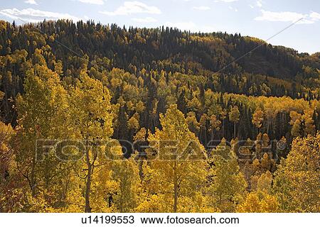 Aspen grove in autumn in Uncompahgre National Forest, Colorado View Large Photo Image Stock Image - Aspen grove in autumn in Uncompahgre National Forest, Colorado. Fotosearch