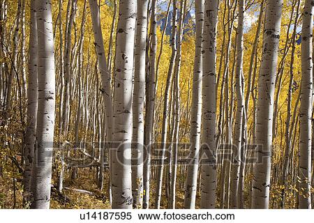 Aspen grove in autumn in Uncompahgre National Forest, Colorado View Large Photo Image Stock Photography - Aspen grove in autumn in Uncompahgre National Forest, Colorado. Fotosearch