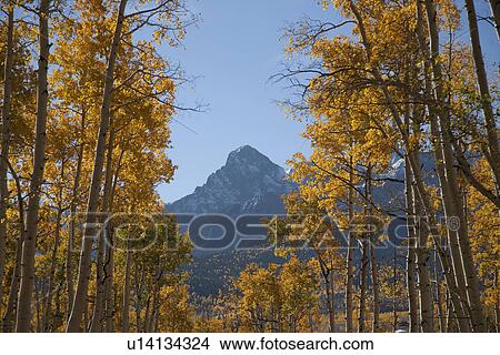 Aspen trees change color on Hastings Mesa, Ridgeway Colorado View Large Photo Image Picture - Aspen trees change color on Hastings Mesa, Ridgeway Colorado. Fotosearch