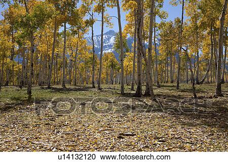 Aspen trees change color on Hastings Mesa, Ridgeway Colorado View Large Photo Image Stock Image - Aspen trees change color on Hastings Mesa, Ridgeway Colorado. Fotosearch
