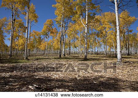 Aspen trees change color on Hastings Mesa, Ridgeway Colorado View Large Photo Image Stock Photo - Aspen trees change color on Hastings Mesa, Ridgeway Colorado. Fotosearch