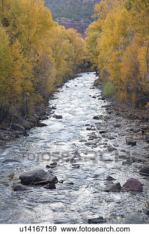 Stock Photo - Aspens and creek outside of Placerville, Colorado. Fotosearch