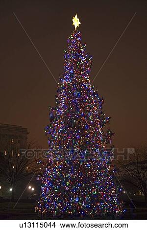 Picture - Capitol Christmas Tree at dusk in front of U. S. Capitol, Washington D. C.. Fotosearch