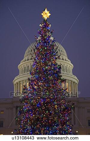 Capitol Christmas Tree at dusk in front of U. S. Capitol, Washington D. C. View Large Photo Image Stock Image - Capitol Christmas Tree at dusk in front of U. S. Capitol, Washington D. C.. Fotosearch