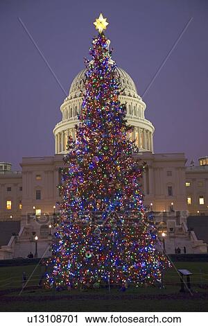 Capitol Christmas Tree at dusk in front of U. S. Capitol, Washington D. C. View Large Photo Image Stock Image - Capitol Christmas Tree at dusk in front of U. S. Capitol, Washington D. C.. Fotosearch