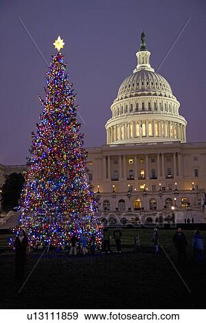 Capitol Christmas Tree at dusk in front of U. S. Capitol, Washington D. C. View Large Photo Image Stock Photo - Capitol Christmas Tree at dusk in front of U. S. Capitol, Washington D. C.. Fotosearch