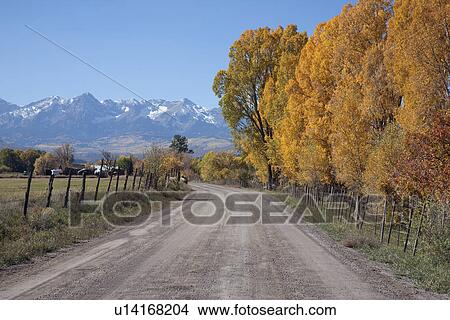 Picture - Dirt Road past Aspens toward Telluride, CO from Ridgeway, CO. Fotosearch
