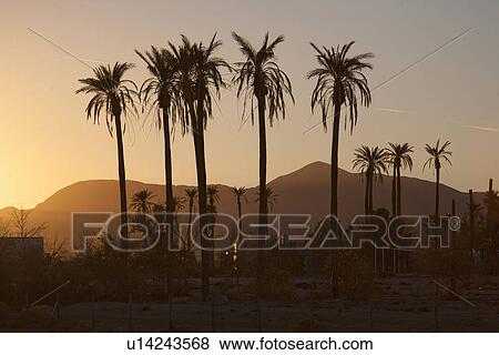 Palm Trees at Sunset View Large Photo Image Stock Photo - Palm Trees at Sunset. Fotosearch